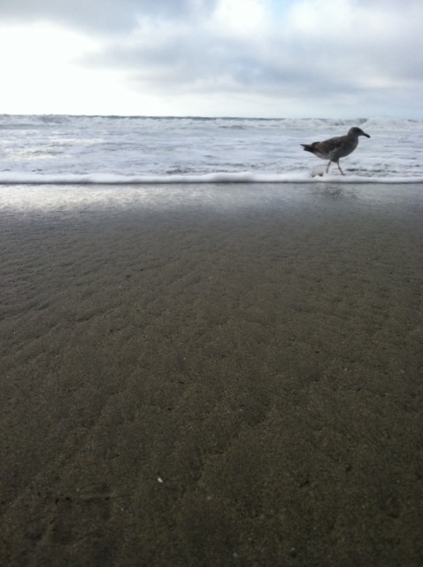 Sea Gull in the Surf -  by Bridget Oates Photography