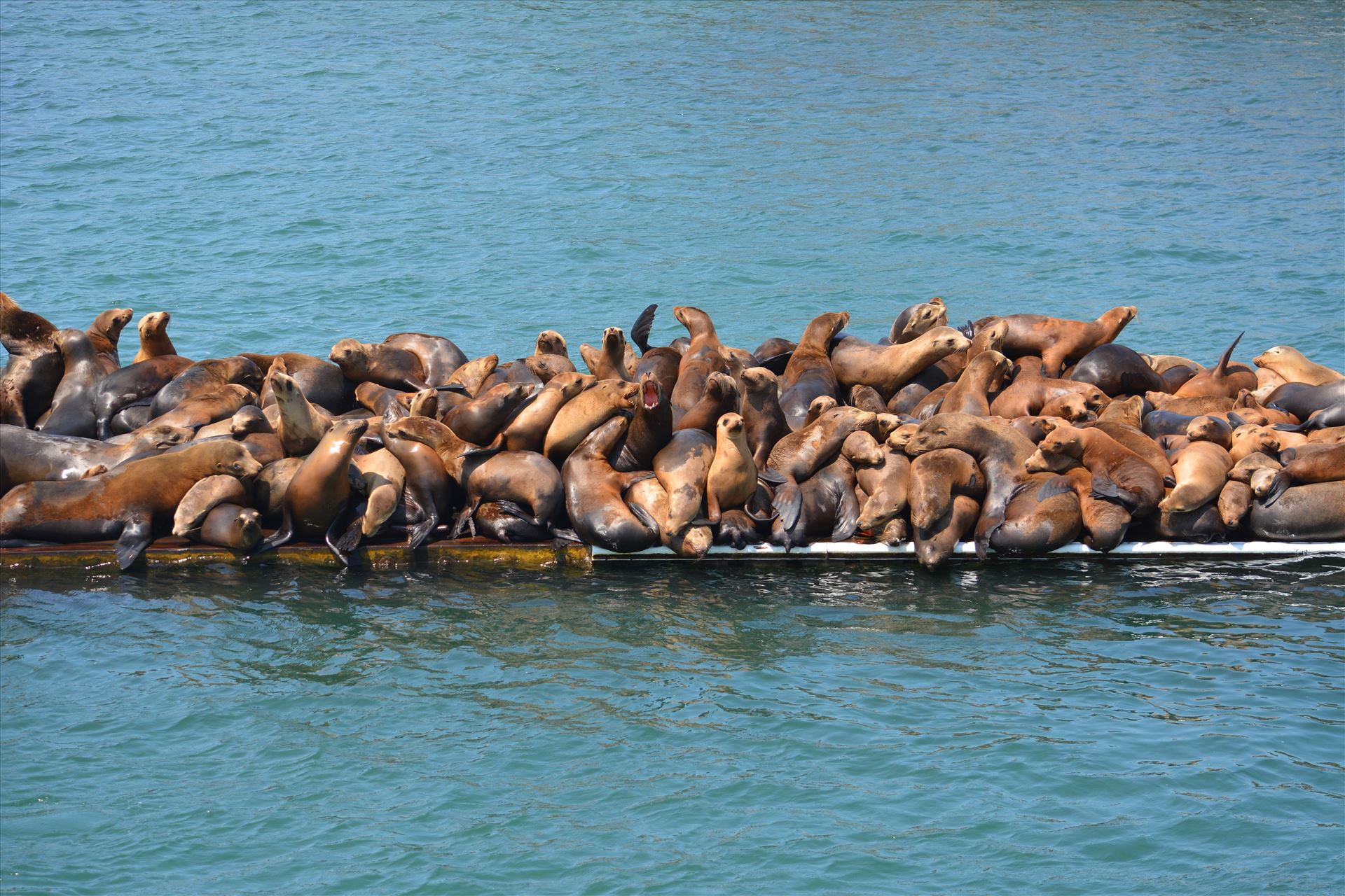 Funny Joke: Seal Pile at Monterey Harbor - 12x18 wrapped canvas by Bridget Oates Photography