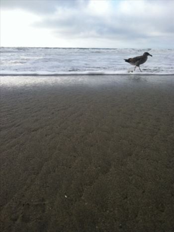 Sea Gull in the Surf - 