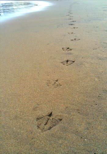 Sea Gull Beach Walk - 